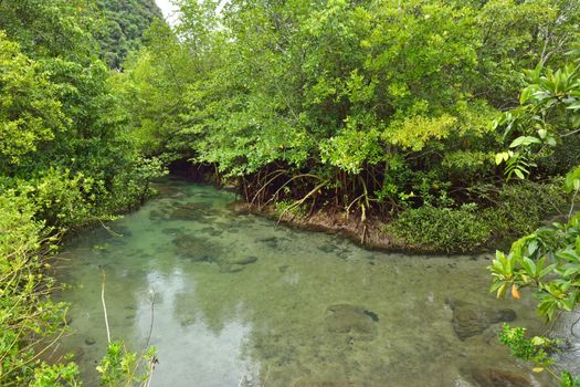 Tha pom nature trail and Crystal stream, Krabi, Thailand