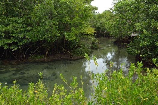 Tha pom nature trail and Crystal stream, Krabi, Thailand