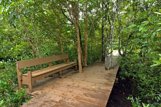 Tha pom nature trail and Crystal stream, Krabi, Thailand