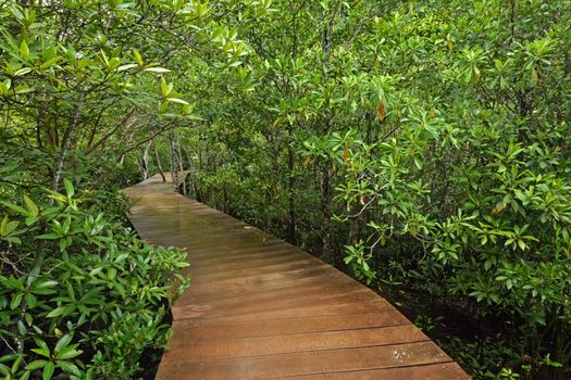 Tha pom nature trail and Crystal stream, Krabi, Thailand