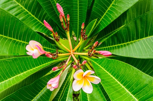 Plumeria flowers with leaves in background