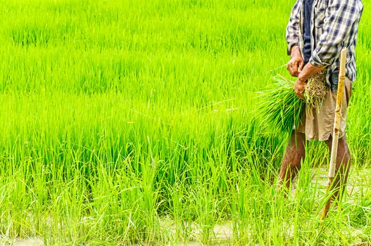 Farmers preparing rice seedlings for planting in northern part of Thailand