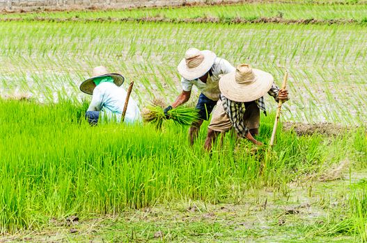 Farmers preparing rice seedlings for planting in northern part of Thailand