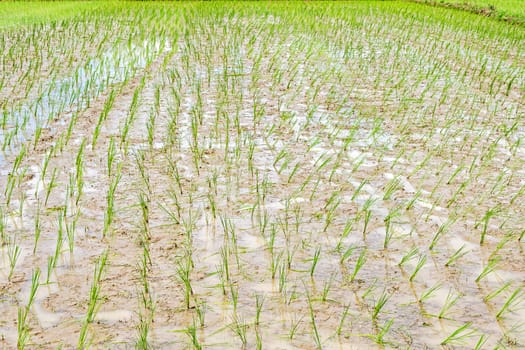 Paddy fields in northern part of Thailand