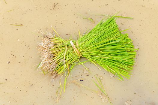 A rice seedlings for planting in northern part of Thailand