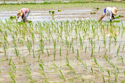 Rice seedling transplanting in northern part of Thailand