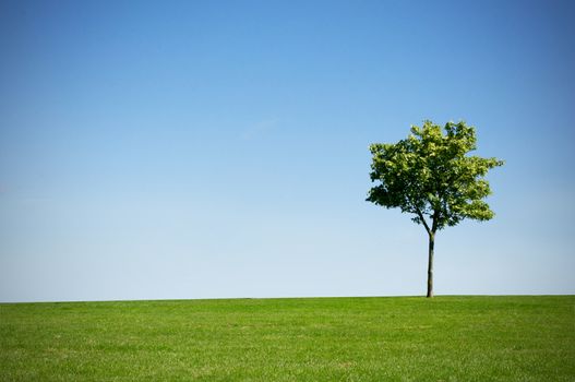 Small tree on grass with blue sky on a clear day