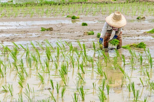 Rice seedling transplanting in northern part of Thailand