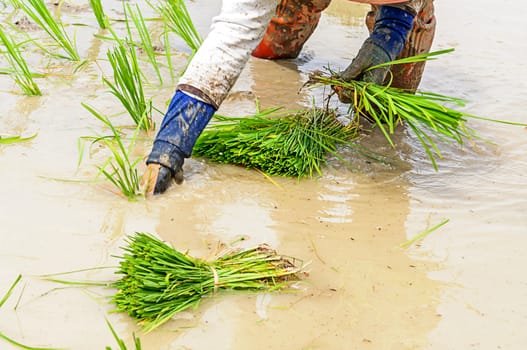 Rice seedling transplanting in northern part of Thailand