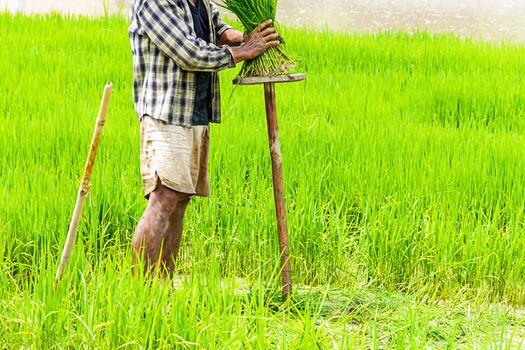 Farmers preparing rice seedlings for planting in northern part of Thailand