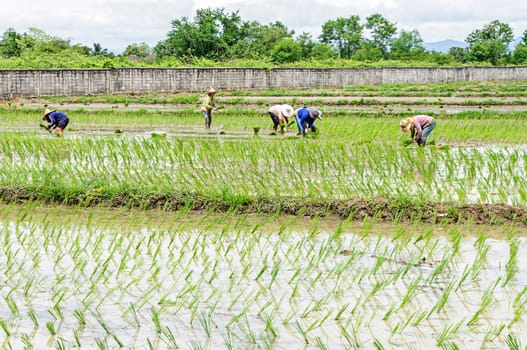 Rice seedling transplanting in northern part of Thailand