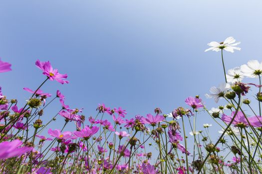 Pink Cosmos flowers fields plant