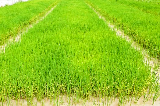 A rice seedlings for planting in northern part of Thailand