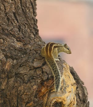Indian Chipmunk on the tree