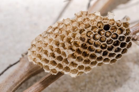 Nest of wasp in the nature or in the garden