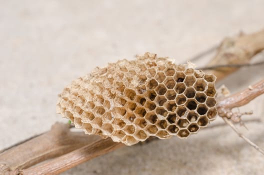 Nest of wasp in the nature or in the garden