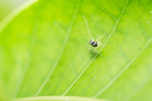 Spider in the nature green background macro shot