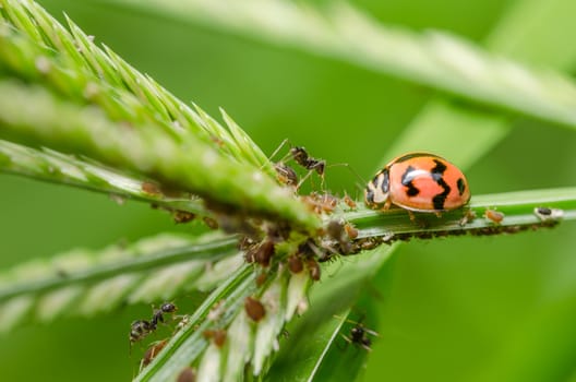 ladybug in the green nature and plant or in the garden