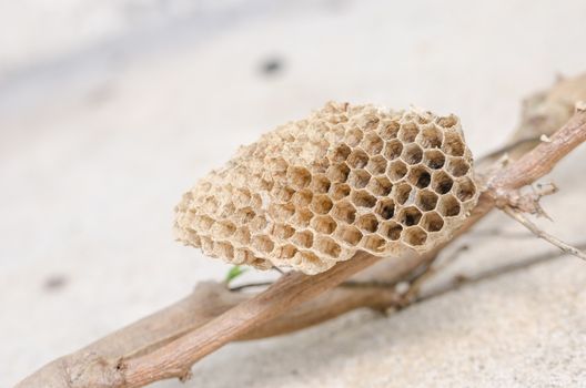 Nest of wasp in the nature or in the garden