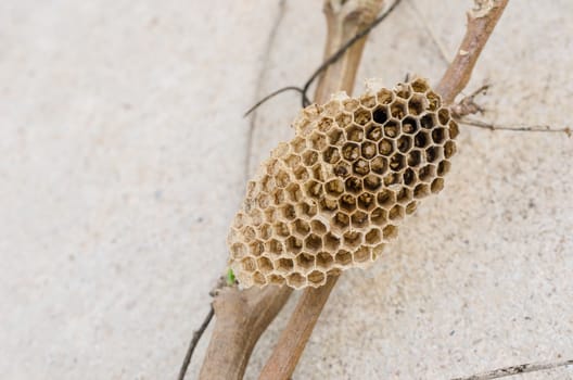 Nest of wasp in the nature or in the garden