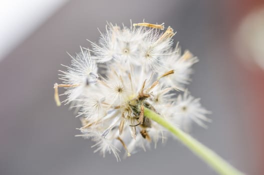 Flower plant weed in the nature or in the garden