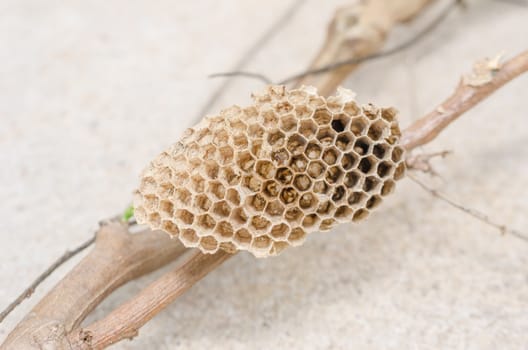 Nest of wasp in the nature or in the garden