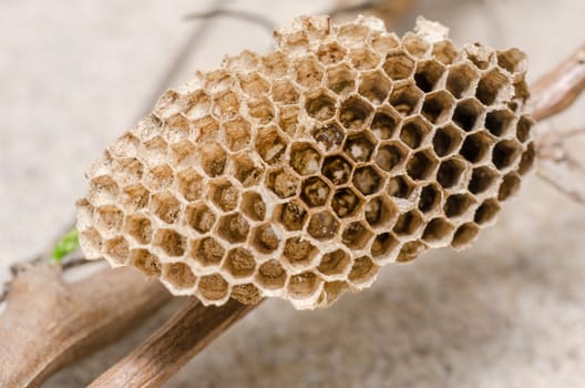 Nest of wasp in the nature or in the garden