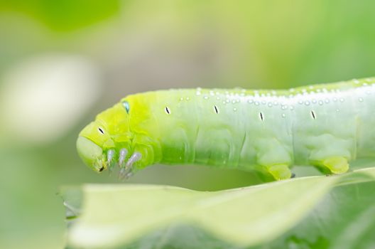 Green worm and leaf  in the nature or in the garden