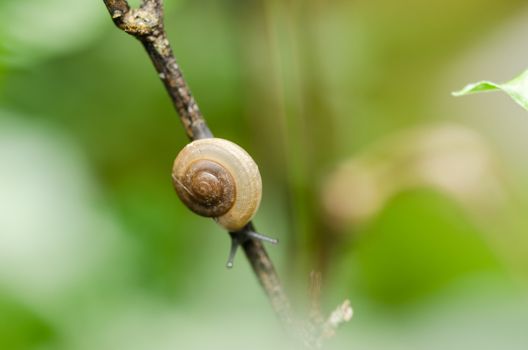 Snails and tree macro shot in the garden or forest
