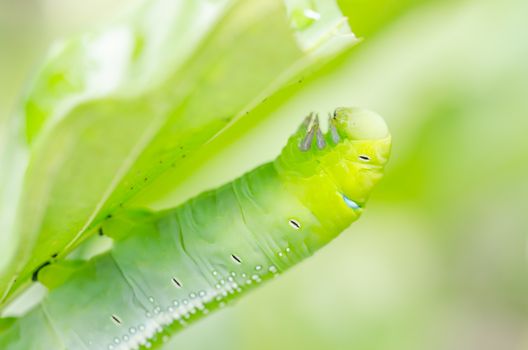 Green worm and leaf  in the nature or in the garden