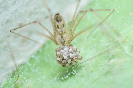 Spider and eggs in the nature green background macro shot