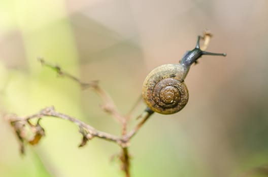 Snails and tree macro shot in the garden or forest