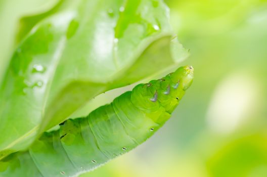 Green worm and leaf  in the nature or in the garden