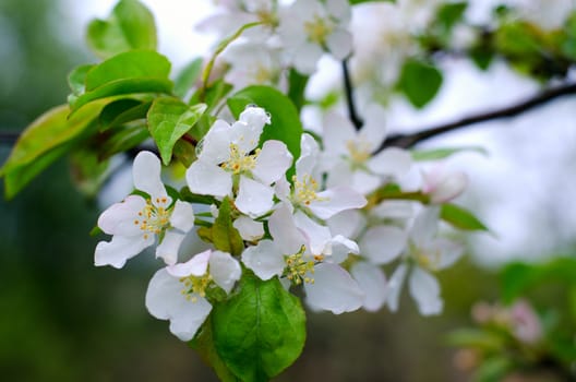 Branch pears with white flowers in the rain drops