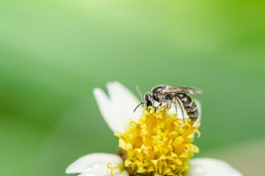 Bee in the green nature or in the garden