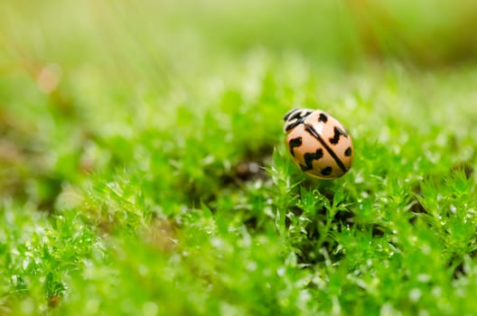 ladybug in the green nature and plant or in the garden