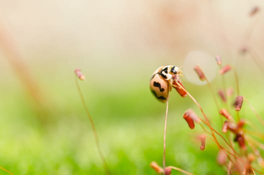 ladybug in the green nature and plant or in the garden