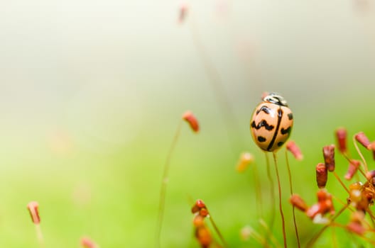 ladybug in the green nature and plant or in the garden