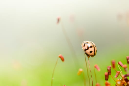 ladybug in the green nature and plant or in the garden