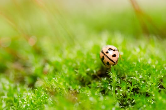 ladybug in the green nature and plant or in the garden