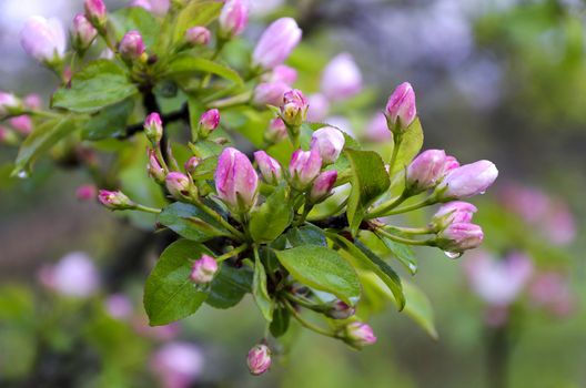 Flowering branch pear drops in from the rain