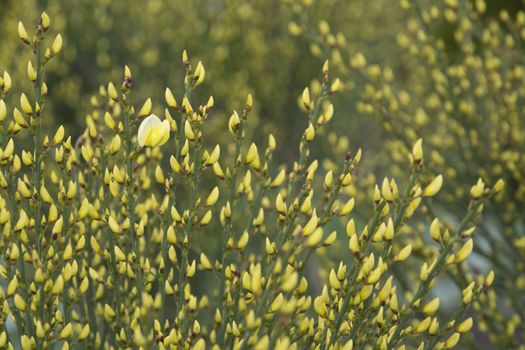 Warminster broom, Cytisus x praecox, blossoming in May, Stockholm, Sweden.