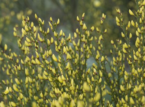 Warminster broom, Cytisus x praecox, blossoming in May, Stockholm, Sweden.