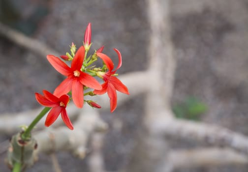 Jatropha macrantha, also called the Huanarpo Macho or more recently Peruvian Viagra, is a medium size shrubby tree species in the genus Jatropha with orange red flowers. It is indigenous to Peru. Its stem wood and bark powder is considered a male aphrodisiac.