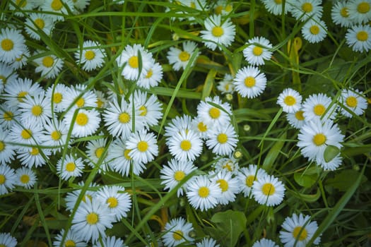 Bellis perennis Common daisy covering a lawn closeup, Stockholm, Sweden in May.