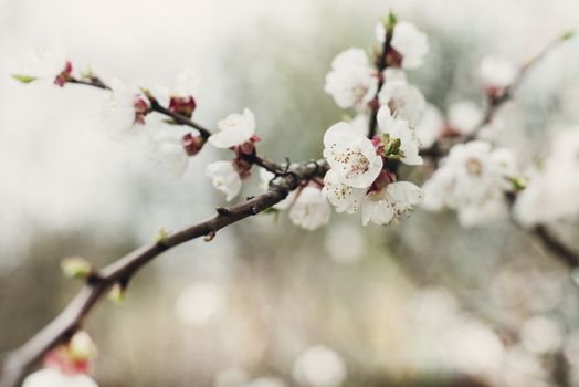 Flowers of the cherry blossoms on a spring day