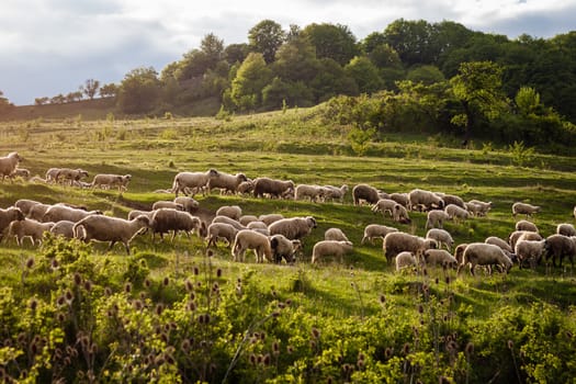 big herd of sheep on green summer landscape