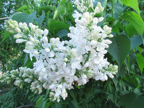 flowers of white lilac on a background of
green leaves