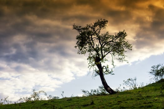 tree on hill side with green glass and colorfull clouds
