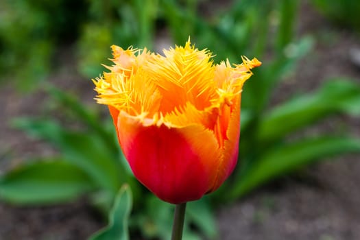 orange tulip with striped petal heads in garden